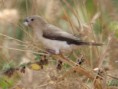 /album/photo-gallery-homepage/african-silverbill-kotu-jpg/